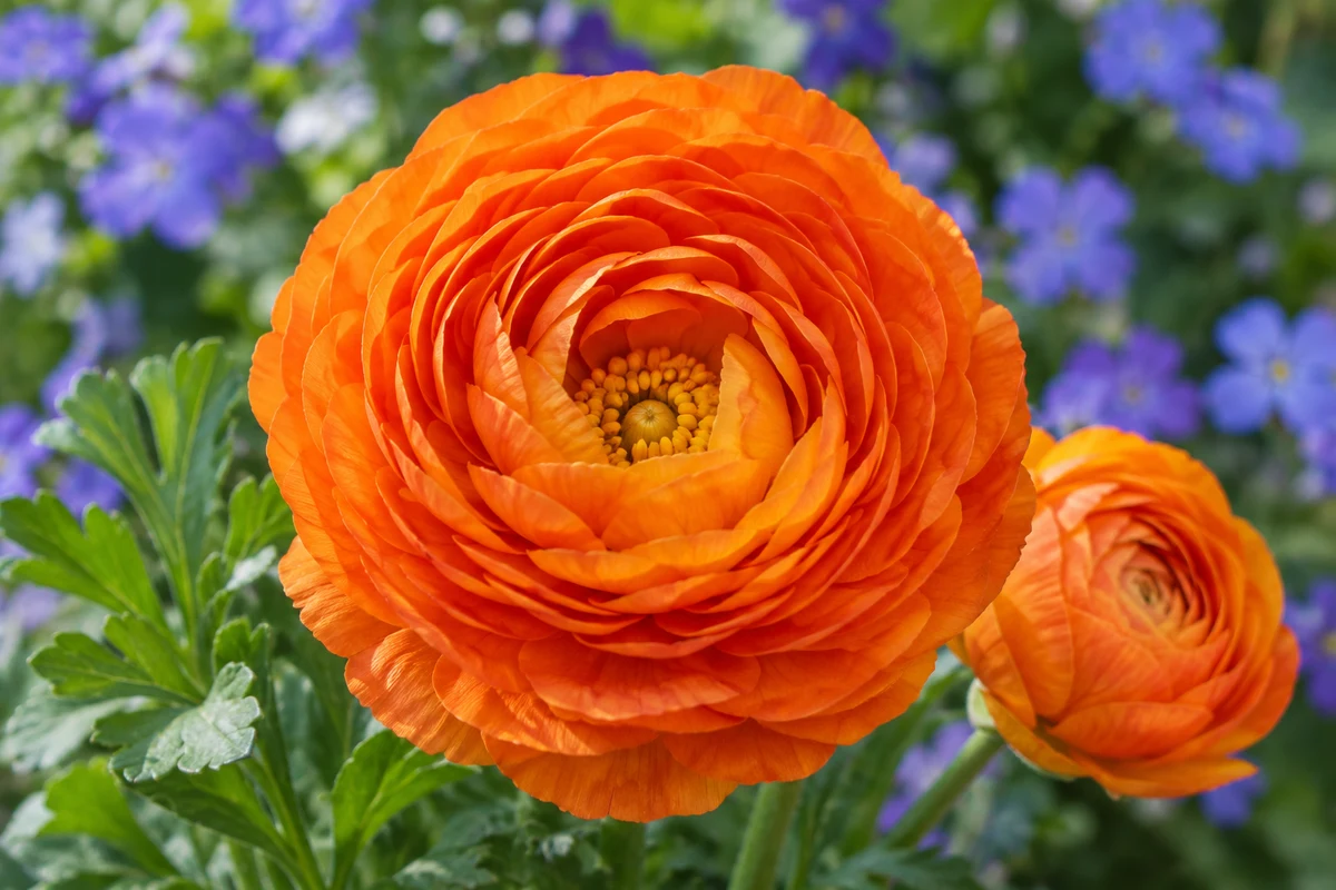 Close-up of orange ranunculus petals and stamens against a blue-violet background — Blurred